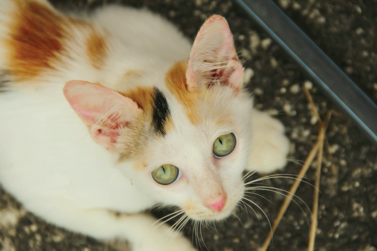 Animal Care Tag - Job Seekers Blog - JobStars Resume Writing Services